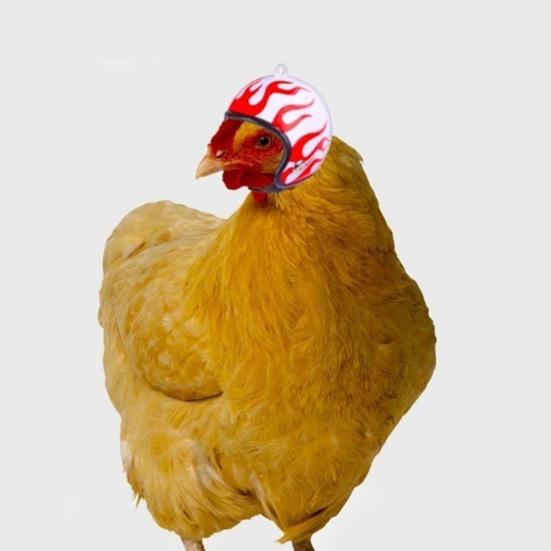 Куриный шлем для домашних животных, забавный попугай, шляпа с птицей, головные уборы, маленькие жесткие костюмы, аксессуары для кур, птиц, попугай