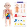 Kid Montessori 3D Puzzle Human Body Anatomy Model Toy DIY Educational Learning Organ Assembled Body Organ Teaching Tool