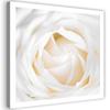Холст печать Нежная белая роза