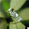 Korean Cute Cat Open Women's Ring