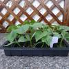 Tuinpotten en -dozen – Kweekcontainers