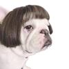 Sagit Dog,Cosplay,Wig,Dance,Party,Accessories,Dog,Decoration,Hair