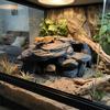 Realistic Texture Aquarium Fish Shelter Simulated Rock Reptile Resting Place  Aquariums