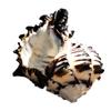 Ocean Conch 3-4 Inches Seashells Large Natural Sea Shells for DIY Crafts Aquarium Fish Tank and Shell Collectors