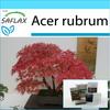 Gift Set - Bonsai - Red Maple - 20 Seeds - With Gift Box, Card, Label and Potting Substrate - Acer Rubrum