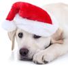 Deluxe Plush Christmas Pet Santa Hat for Dogs Cats Holiday Festive Party Costume Photo Props Decorations