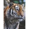5D DIY Diamond Painting Full Round Drill Tiger Animal Rhinestones Diamond Embroidery Cross Stitch Mosaic Wall Art Home Decor