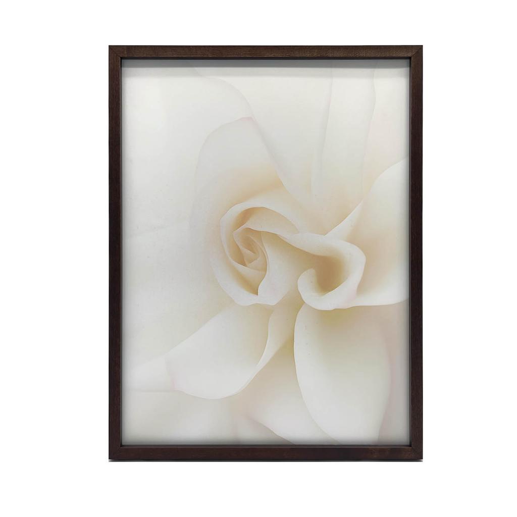 Eteryczna Białość Róży Eteryczna Białość Róży, 40X50 Cm, Rama Aluminiowa Złota, Papier Matowy 230 Gsm