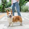 Pet Leash Automatic Retractable Small and Medium-sized Dog Pomeranian Corgi Dog Chain Walking Dog Rope Cat Supplies