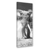 Canvas Print, African Elephant Black and White