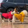 Bowdog Дождевик «Безопасность превыше всего» для щенков Светоотражающий дождевик-пончо для щенков