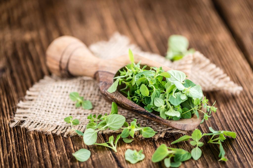 SAFLAX Garden in the Bag - Органический - Орегано - 1500 семян - С субстратом в подходящем мешке - Origanum heracleoticum