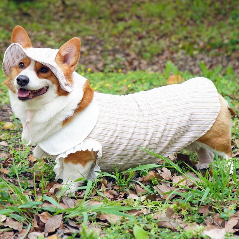 Dog Sun Protection Shirt With Detachable Visor Hat Large Breeds Like Golden Retriever Breathable Cotton Apparel