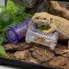 Transparent Interactive Feeding Toy Plastic Enrichment Toys Reptile Feeding Accessories
