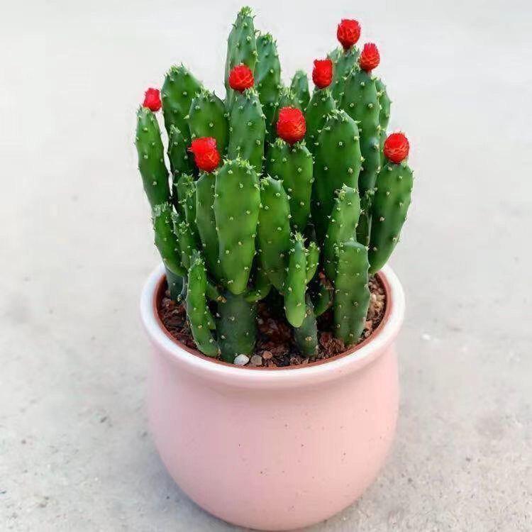 Layered Mountain Succulent: Green Cactus Money Tree for Indoor Spaces