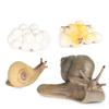 Early Educational Snail Growth Cycle Life Cycle Figures Cycle Mantis Figurine Praying Mantis Toy