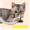 Cotton Cat Chew Toys Toy Cotton Rope Toys New Cat Teaser Toy