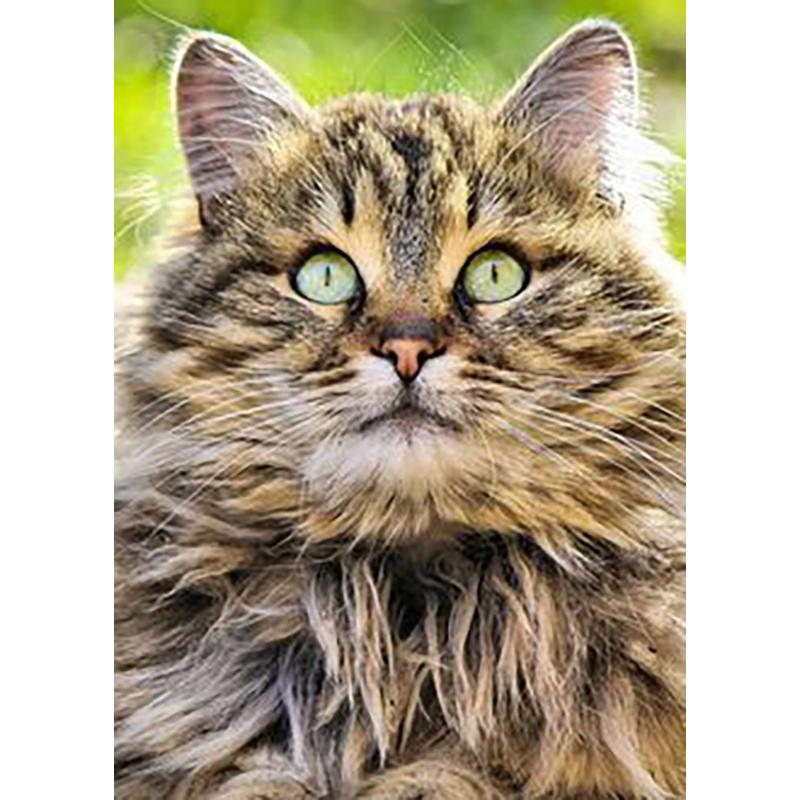 5D DIY алмазная живопись кошка полная круглая дрель животное Алмазная вышивка горный хрусталь мозаика ремесло вышивка крестом стены книги по искусству домашний декор