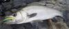 Shimano Seabass Topwater Lure Exsence Coo 130F Jet Boost 014 Kyorin PC XL-113Q