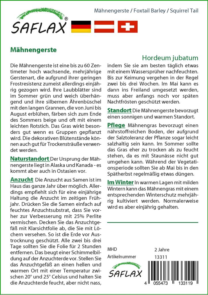 SAFLAX Лисохвост Ячмень / Беличий Хвост - 70 семян - Hordeum jubatum