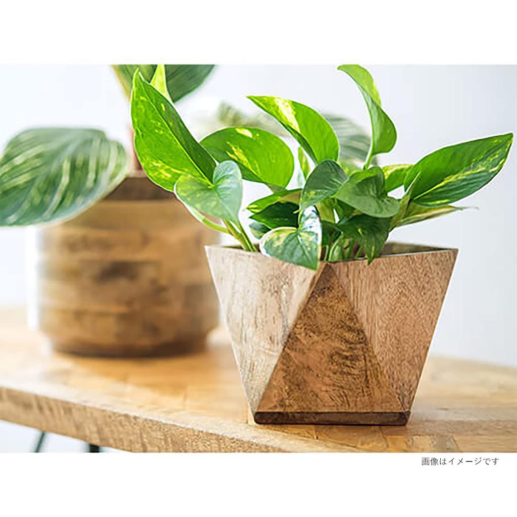 Posh Living Горшок Polygon Ш19 x Г19 x 41335 Крышка, Большой, Дерево, В17см,