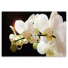 Canvas Print, Close-up On Orchids