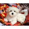 5D Diy Алмазная картина Кленовый лист Щенок Алмазная вышивка Крестом Домашний декор Подарки ручной работыjavascript: