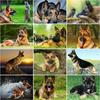 DIY 5D Diamond Painting German Shepherd Full Round Drill Animal Dog Pet Diamond Embroidery Cross Stitch Mosaic Home Decor