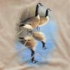 Wild Wings Unisex Adult Wildlife Morning Reflections Canada Geese T-Shirt