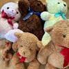 [USED] Teddy Bear, Lovely Bear, Rose Bear, Teddy Bear