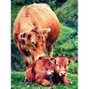 5D Алмазная картина Корова Мать Алмазная вышивка Полный дисплей Алмазная мозаика Вышивка крестом Изображение