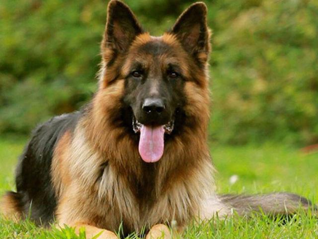 Полный круглый/квадратный алмазная живопись собака 5D DIY животное Алмазная вышивка набор крестиков подарок ручной работы украшение дома