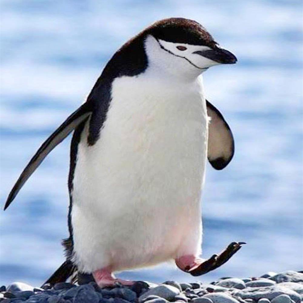 5D DIY алмазная живопись животное Пингвин полная дрель Алмазная вышивка мозаика вышивка крестиком художественная картина милый домашний декор ремесла