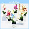 Simulated Potted Phalaenopsis Artificial Artificial Flower Desktop Ornament