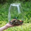 Стеклянные бутылки для микро-ландшафта с крышкой Свеже-зеленый суккулент Мох Бутылка Стеклянная ваза Стеклянный террариум Бонсай Домашний Декор для рабочего стола
