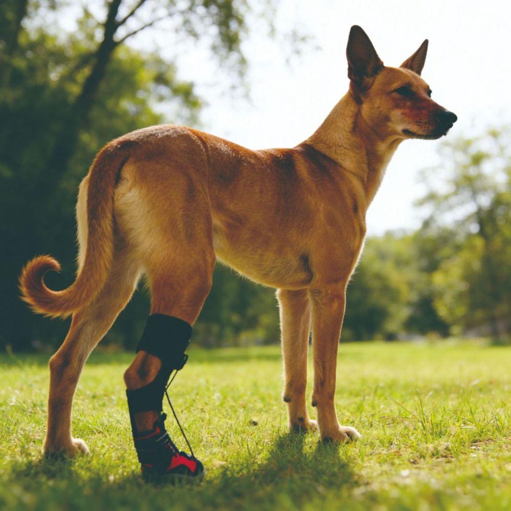 Wear-Resistant Paw Protectors Anti Drop Drops Foot Brace Corrective Dog Shoes Indoor Use