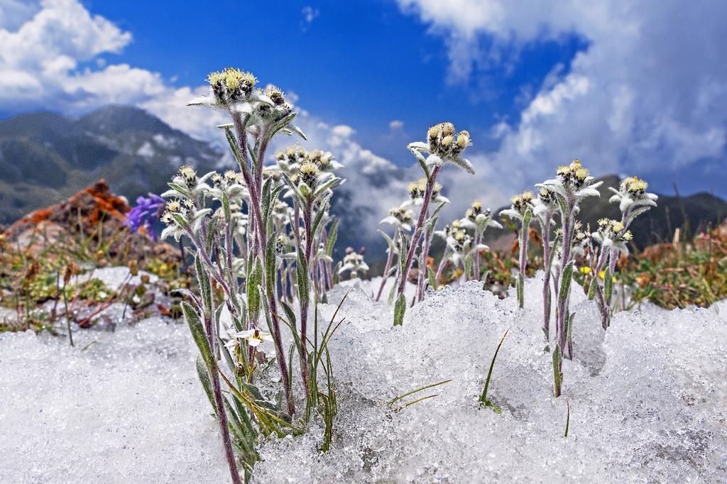 SAFLAX Garden in the Bag - Эдельвейс - 500 семян - С субстратом в подходящем пакете - Leontopodium alpinum