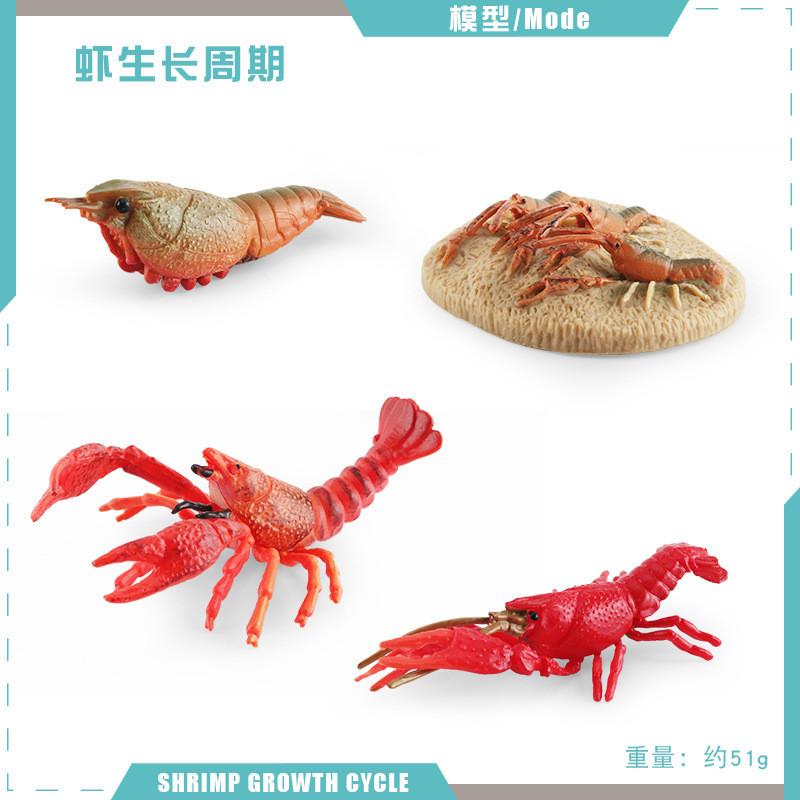 Authentic Crawfish Life Cycle Model Static Pvc Replica Ideal For Learning And Decoration