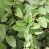 Peppermint Vegetable Seeds for the Garden 0.1g