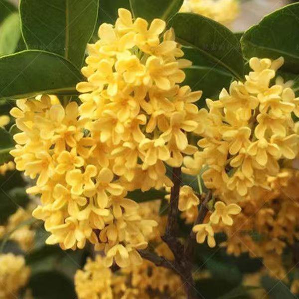 Golden Osmanthus Bonsai: Fragrant Indoor/Outdoor Tree for Courtyard or Ground Planting, Easy Care, Year-Round Blooms.