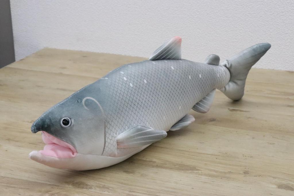 Takeoff Sea and Fish Salmon