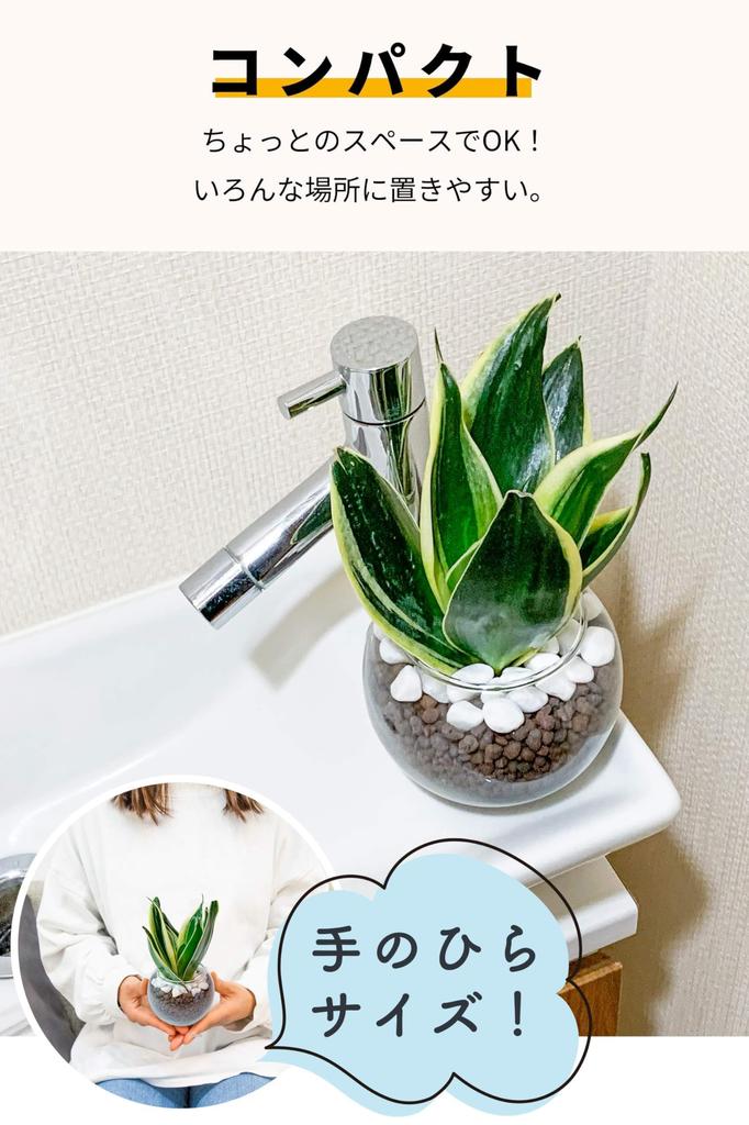 Подарочная коробка с сансевиерией, набор, коробка, которую можно подарить на День рождения, на свадьбу, на 60-летие, в качестве подарка. Настоящее комнатное растение, гидрокультура, мини.