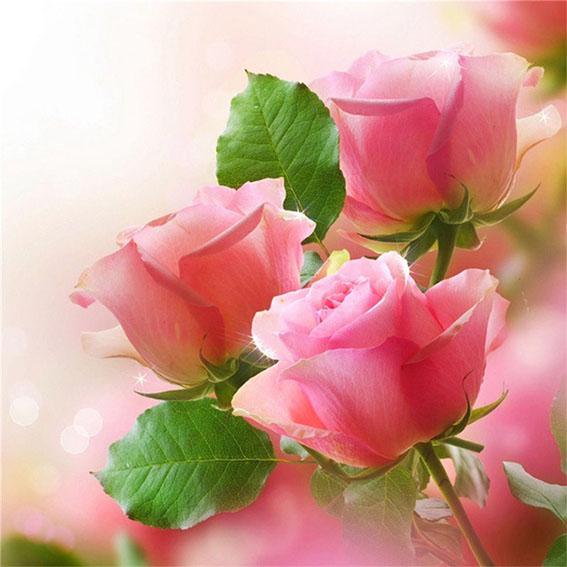 5D Алмазная картина Мультфильм Сова Прибытие Полный круглый Алмазная вышивка Продажа Мозаика Кот