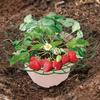 Strawberry Cradle Reusable Strawberry Support Trellis Planter Insert Strawberry Holder Avoid Ground Rot Gift for Home Gardeners