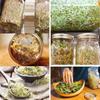 Органический набор для прорастания здорового широкого рта с крышкой для прорастания Mason Jars Набор банок для проращивания