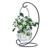 Indoor Desktop Murraya: Easy-Care Blooming Green Hydroponic Plants for Office & Living Room