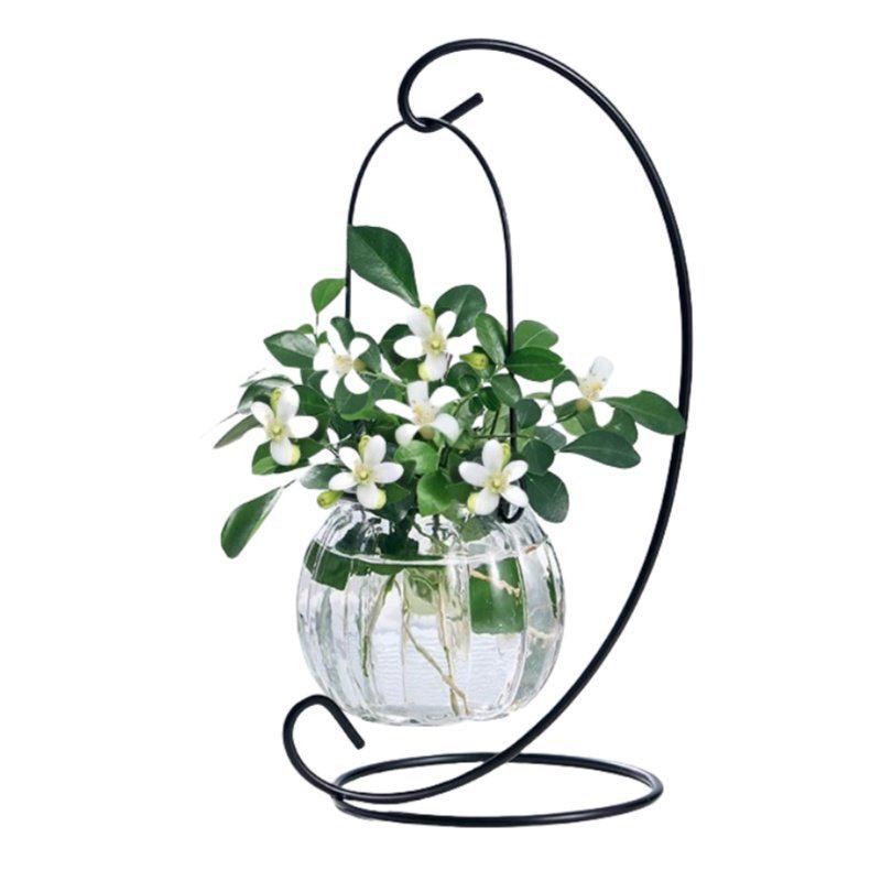 Indoor Desktop Murraya: Easy-Care Blooming Green Hydroponic Plants for Office & Living Room