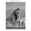 Black White Animal Canvas Painting Lion Posters and Print Home Decor Mural Wall Art Pictures for Living Room Bedroom Decoration