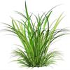 ZUIMI Evergreen No-Mow Lawn Seed