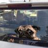 Funny 3D Pug Dogs Watch Snail Car Window Decal Cute Pet Puppy Laptop Sticker